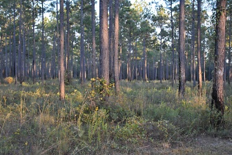 Florida quail hunting preserve