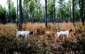 Hard Labor Creek offers top notch hunting dogs